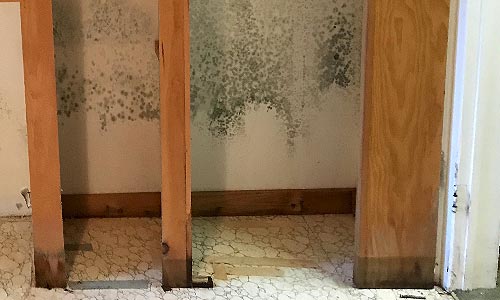 Brantford Mold Removal