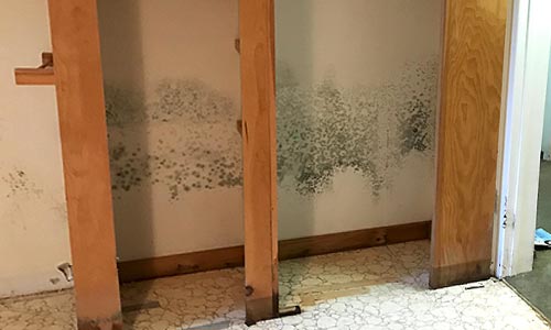 Burlington Mold Removal