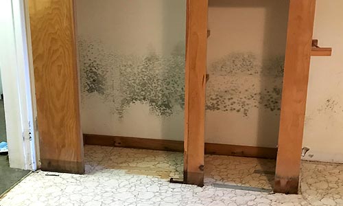 Hamilton Mold Removal