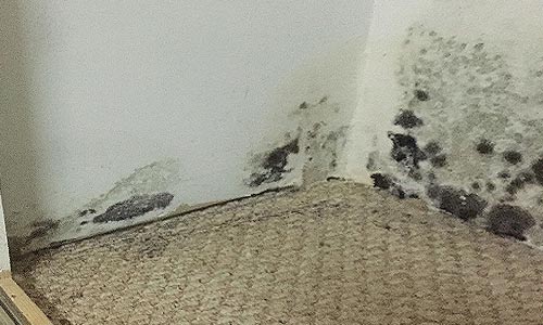 Mould Removal Brantford