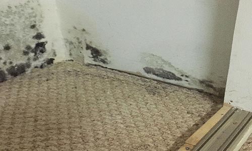 Mould Removal Burlington