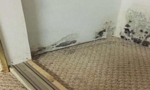 Mould Removal Hamilton